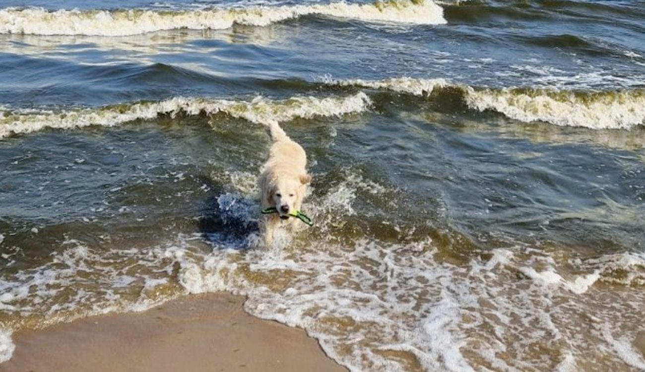 Mylo sendet Urlaubsgrüße