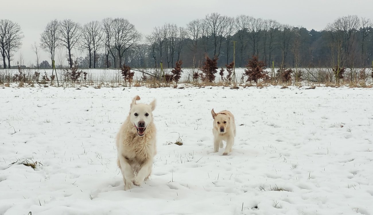 Winter-Wonderland