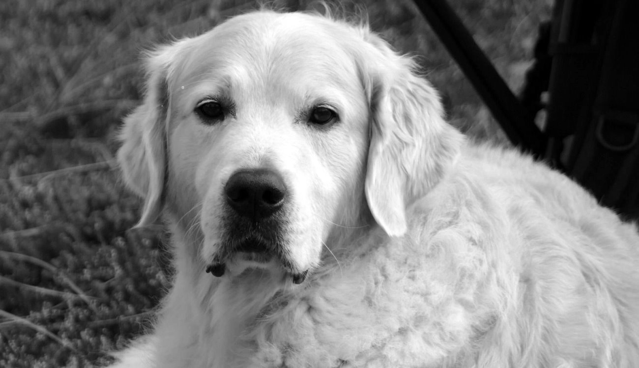 Du bleibst unvergessen, lieber Bailey