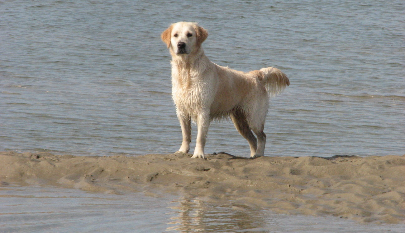 Wir gedenken an Kelly ♥