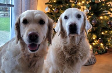 Weihnachtsgrüße …