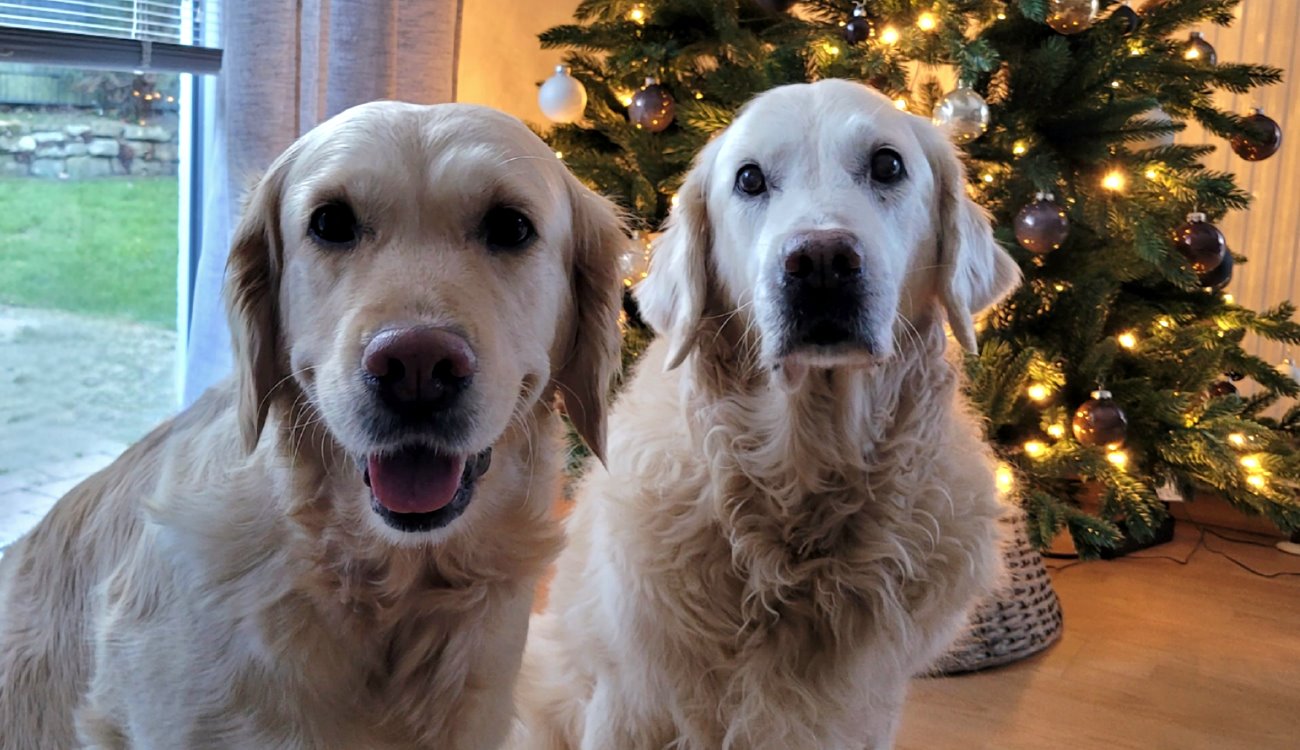 Weihnachtsgrüße …