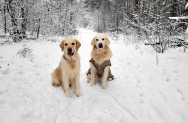 Schnee, Schnee, Schnee