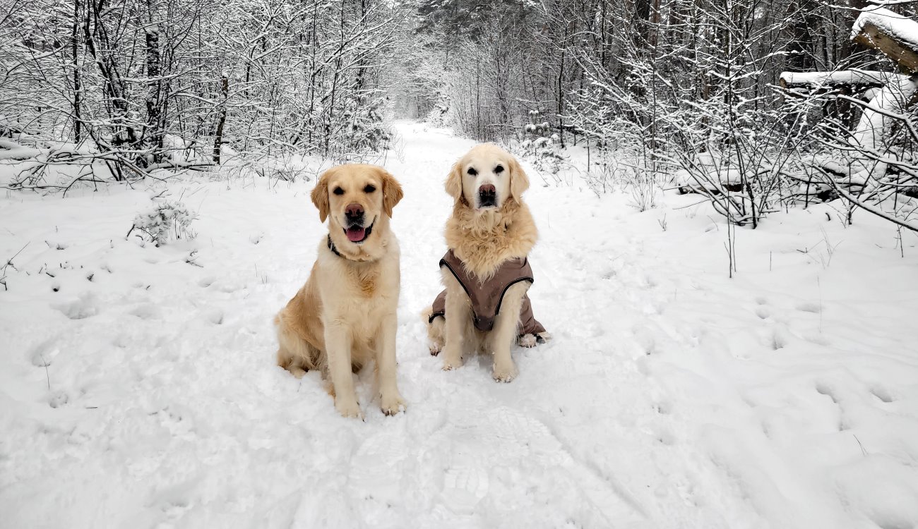 Schnee, Schnee, Schnee