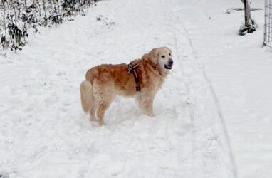 Geburtstagsgrüße von Marley