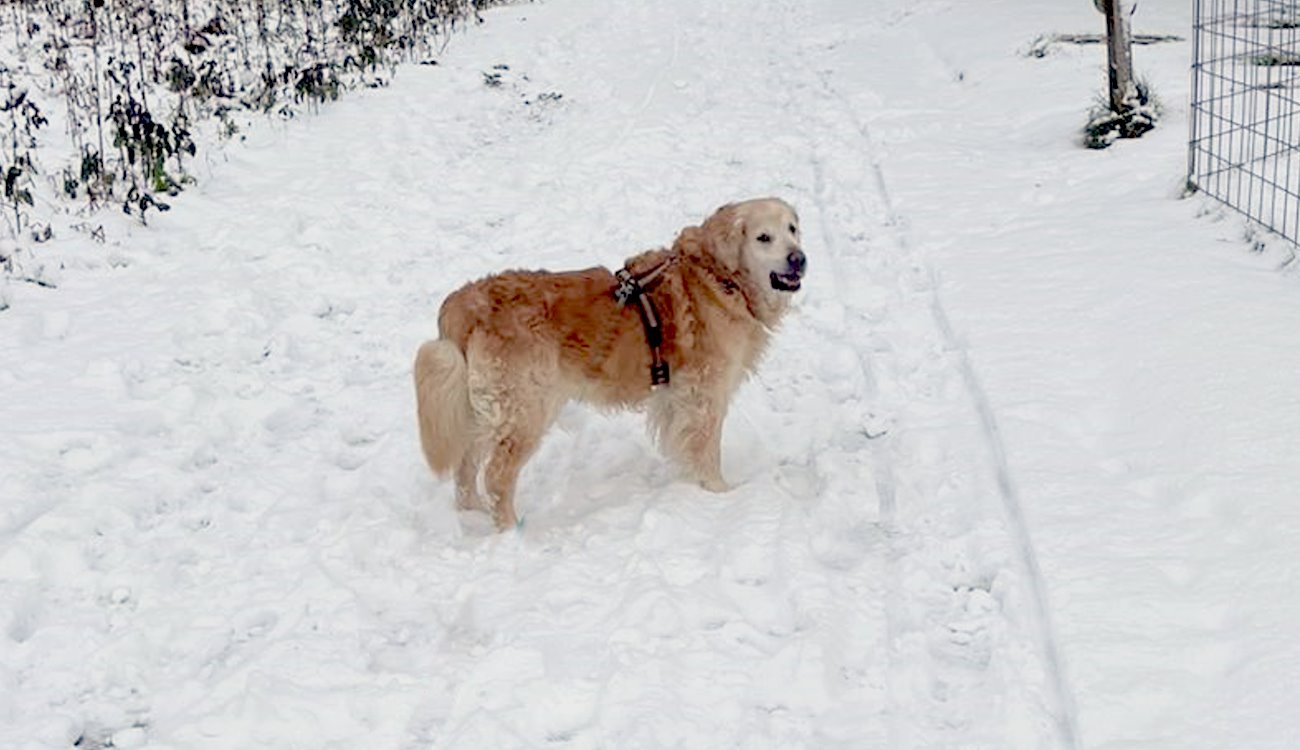 Geburtstagsgrüße von Marley