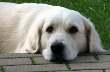 Happy Birthday in Heaven Jula