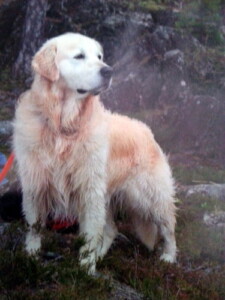 Balu in Norwegen
