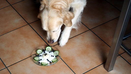 Nahla pirscht sich heran