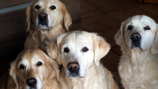 Es scheint allen geschmeckt zu haben