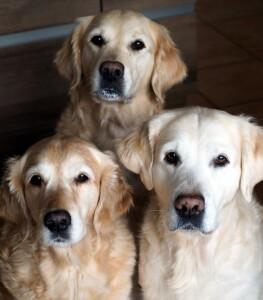 Man beachte die Joghurt-Schnuten