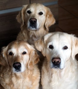 Man beachte die Joghurt-Schnuten