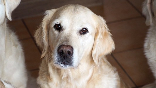 Unsere Geburtstags-Maus