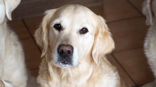 Unsere Geburtstags-Maus