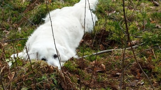 Stöckchen kauen macht müde