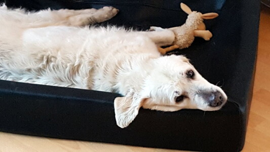 Jula hat es sich in der Kudde gemütlich gemacht