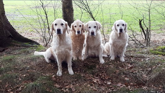 die nächsten Fotos wurden in den letzten Tagen aufgenommen. Hier noch mal ein Gruppenbild mit unseren 4 Mädels