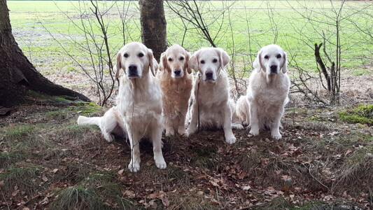 die nächsten Fotos wurden in den letzten Tagen aufgenommen. Hier noch mal ein Gruppenbild mit unseren 4 Mädels