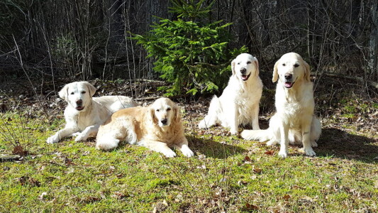 Gruppenfoto mit dem Halbjahres-Geburtstagshund ;-)