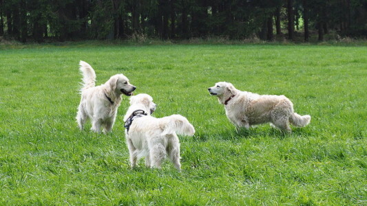 Drei "Blondies" (Jack, Lilli und Amy)
