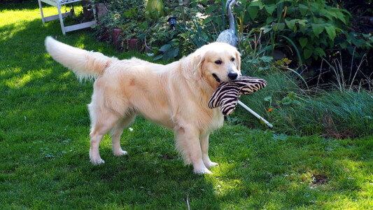 Mylos Kissen aus seiner Welpenzeit bei uns ist immer noch "in".