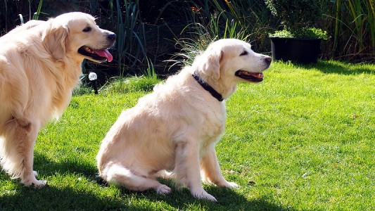 Im Profil: Mylo und Oma Kelly