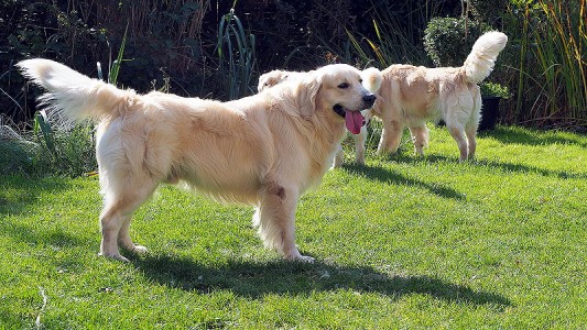 Mylo freut sich über so viel Damenbesuch