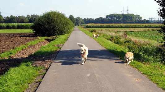 nach einer leckeren Stärkung ging es eine Runde Spazieren