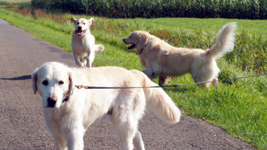 Die verrückten Schnuten hatten ihren Spaß