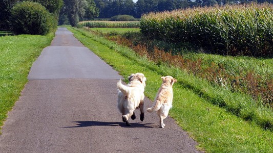 Mylo und Smilla flitzen los