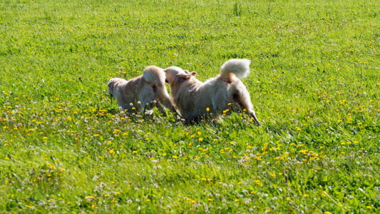 "Synchron-Hüpfen" mit Mylo und Nahla