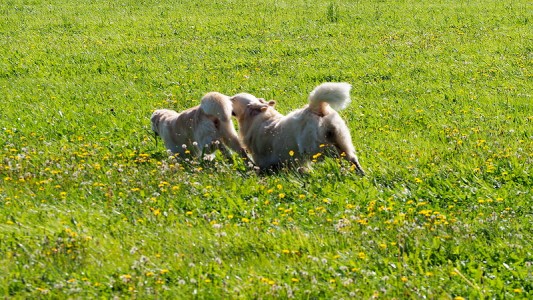 "Synchron-Hüpfen"  mit Mylo und Nahla