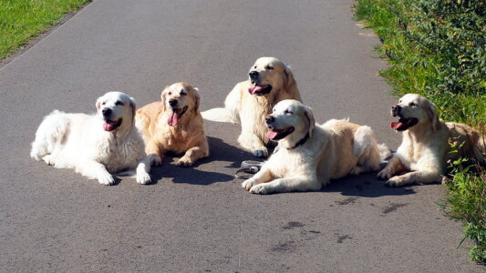 v. l. n. r.: Jula, Smilla, Mylo, Kelly und Nahla