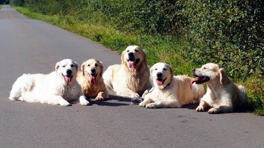Mylo umringt von seinen 4 Mädels