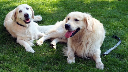 Mylo und Kelly fanden sich besonders sympathisch