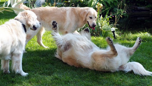 3 Generationen:  Oma Kelly, Tochter Nahla und Enkelsohn Mylo