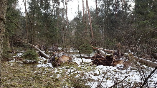 überall umgestürzte Bäume