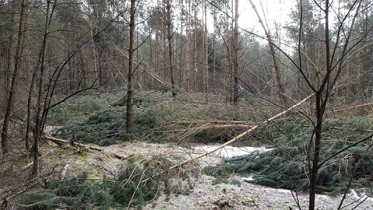 Bäume, Bäume, Bäume ...