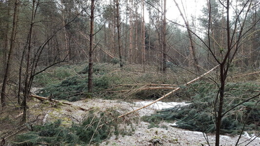 Bäume, Bäume, Bäume ...