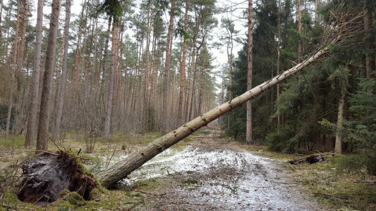 auch der nächste Weg ist mit Bäumen übersät ...