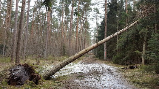 auch der nächste Weg ist mit Bäumen übersät ...