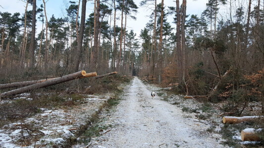 So sieht es aus, wenn ein Hauptwanderweg bereits frei gemacht wurde - rechts und links abgesägte Baumstämme