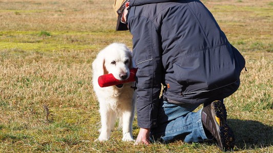 Unser Julchen - auch mit fast 14,5 Jahren immer noch apportierfreudig :-)