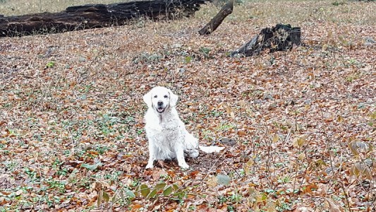 Jula freut sich nach ihrem Laubbad