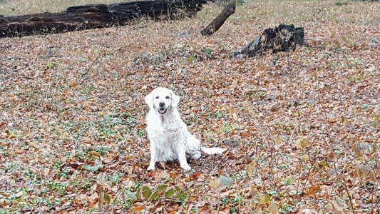 Jula freut sich nach ihrem Laubbad