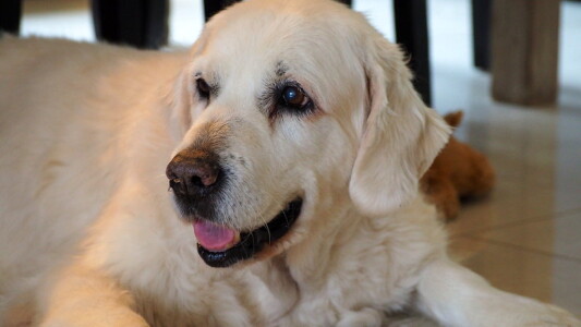 Unser Julchen ist inzwischen schon 14 1/2 Jahre alt.