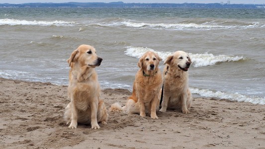 Nahla, Smilla und Kelly