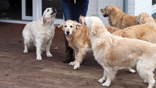 ein großes Hallo beim Besuch von Ines und Bailey