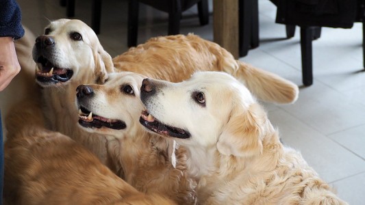Nahla, Smilla und Kelly