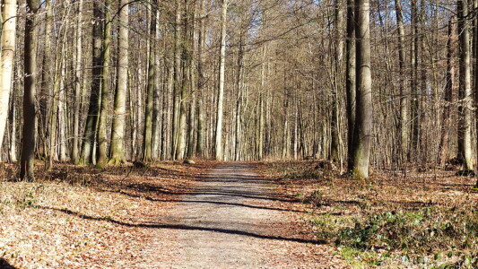 da das Betreten der Eissschicht am Meer verboten und für uns auch für die Hunde zu gefährlich war, ging es daher zum Spazieren in den Wald.